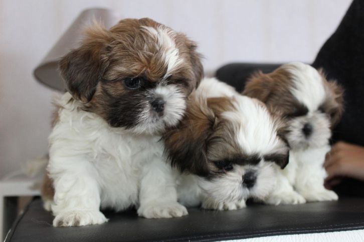 Shih-Tzu welpen Tiere