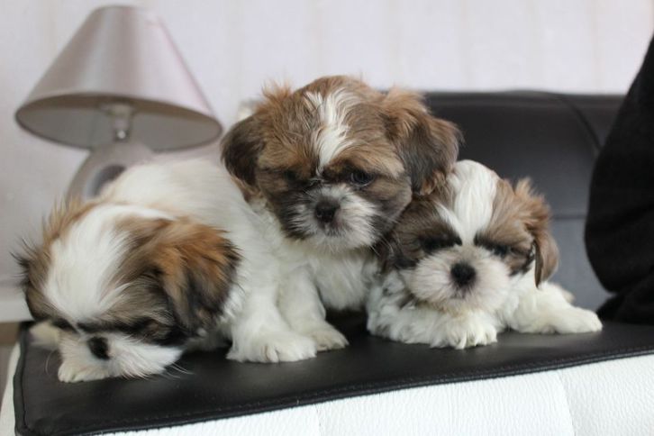 Shih-Tzu welpen Tiere 2