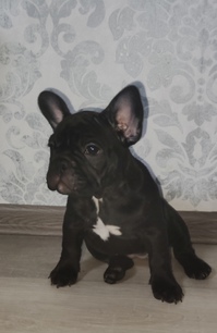 Franzsische bulldogge welpen 