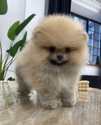 Male Pomeranian puppy for sale 